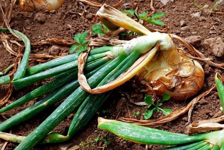 What to do if the onion rots in the garden and why it happens