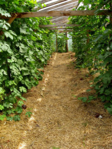 How to properly care for grapes in July: what to do, tips for novice winegrowers