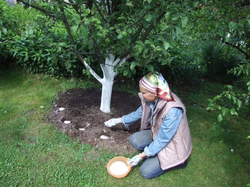 Fertilizing the garden correctly: how to feed an apple tree in July for a good harvest