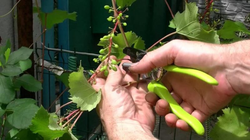 Is it possible to accelerate the ripening of grapes in August and how to do it