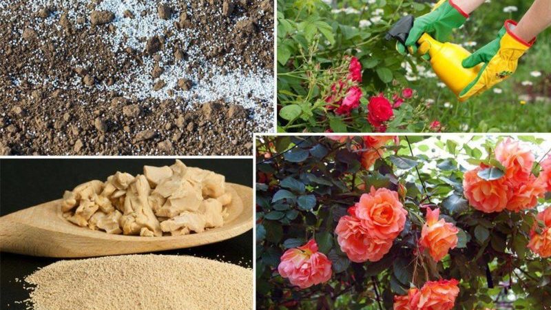How and what to feed roses in July for lush bloom