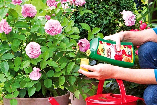 How and what to feed roses in July for lush bloom