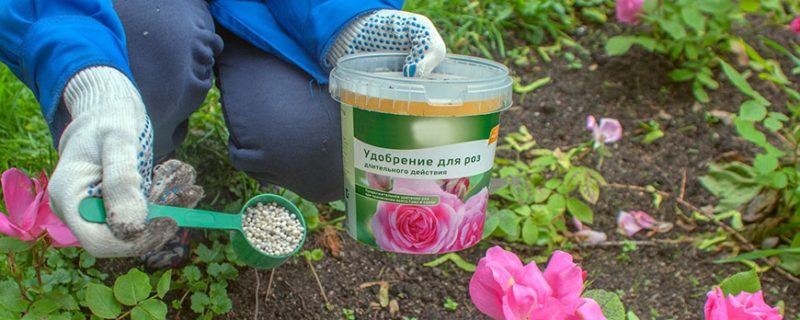 How and what to feed roses in July for lush bloom