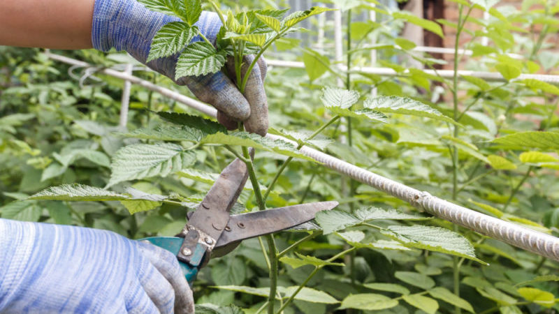 How to properly prune raspberries in summer in July and why you need it