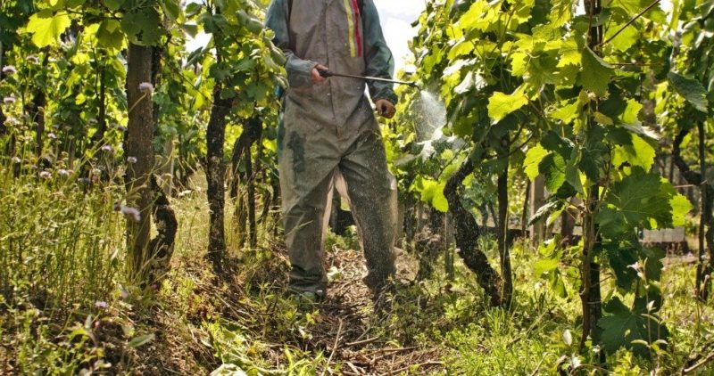 August Grape Care Guide & Tips from Experienced Winegrowers