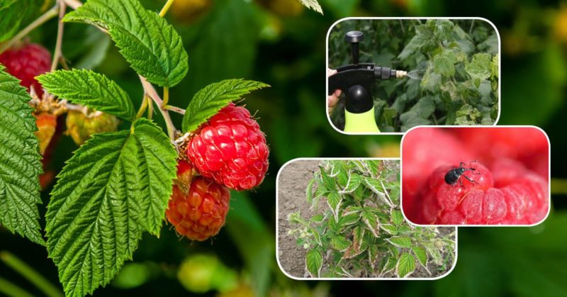 Instructions for processing raspberries in the summer from diseases and pests