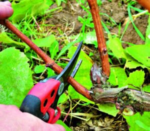 What grape care is required in June and how to properly carry it out