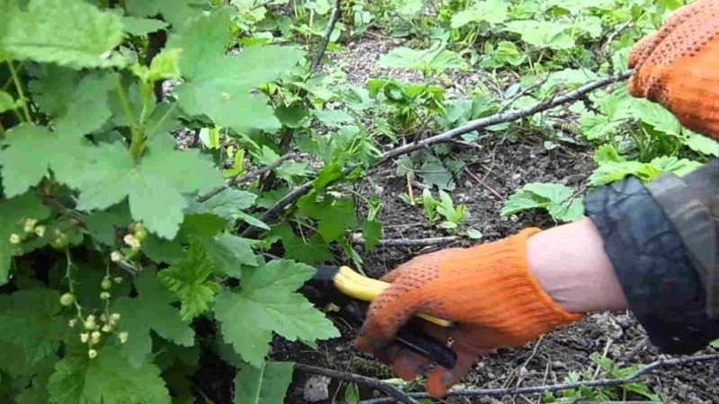 How to properly prune currants in the summer and what is it for