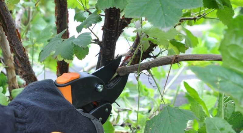 How to properly prune currants in the summer and what is it for