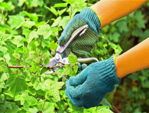 How to properly prune currants in the summer and what is it for