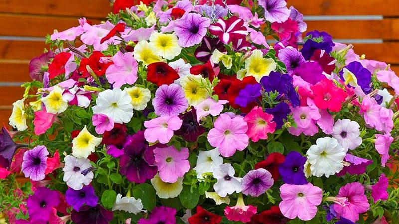 Features of cascading petunias and their advantages over other species
