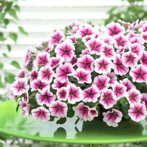 Features of cascading petunias and their advantages over other species