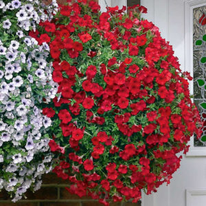 Features of cascading petunias and their advantages over other species