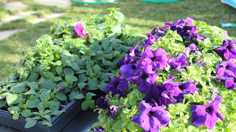 Features of cascading petunias and their advantages over other species
