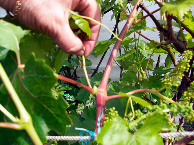 Is it possible to accelerate the ripening of grapes in August and how to do it