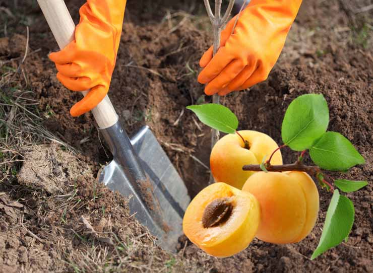 Step-by-step instructions for self-transplanting an apricot in summer