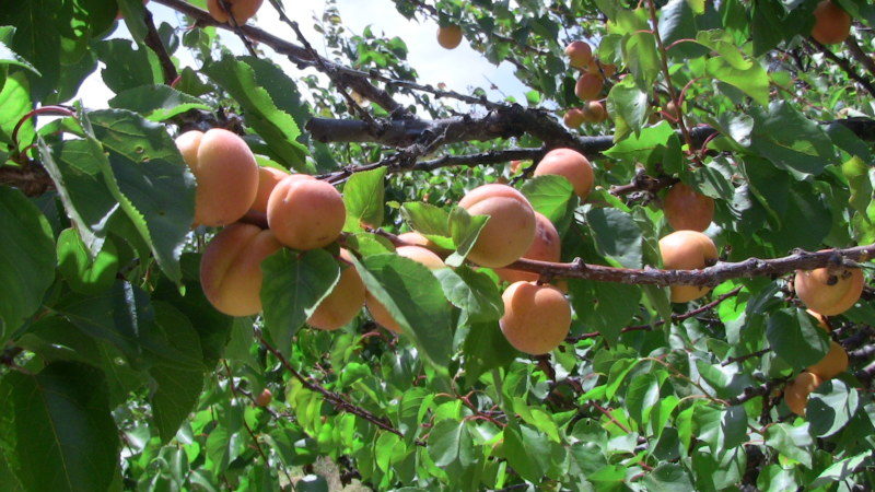 Step-by-step instructions for self-transplanting an apricot in summer