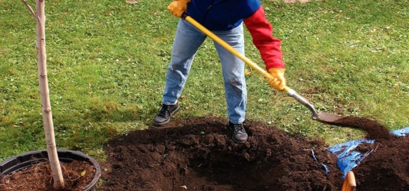 Step-by-step instructions for self-transplanting an apricot in summer