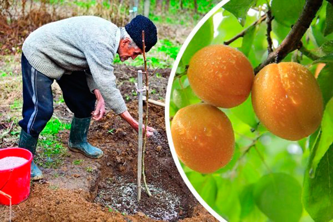 Step-by-step instructions for self-transplanting an apricot in summer