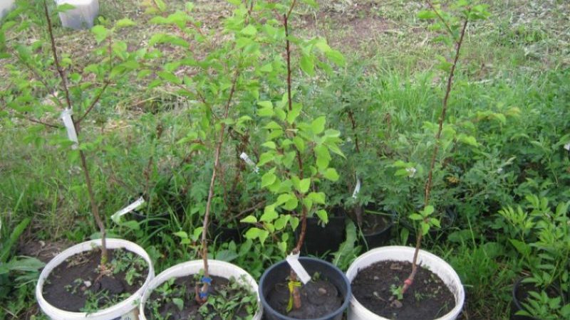 Step-by-step instructions for self-transplanting an apricot in summer