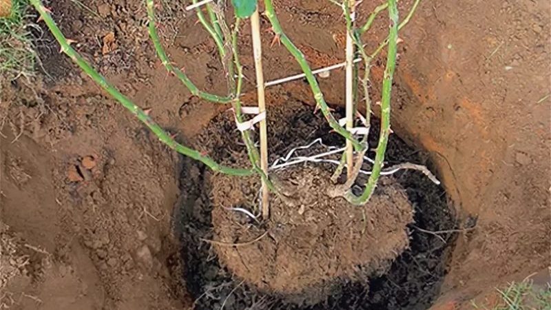 Finding out if it is possible to replant roses in August and learn to do it correctly