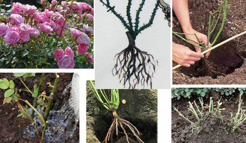 How to grow purple roses and which varieties to choose