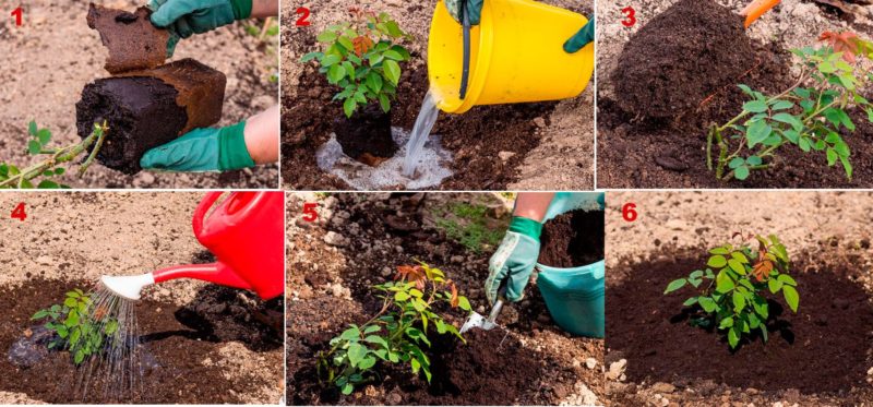 Finding out if it is possible to replant roses in August and learn to do it correctly
