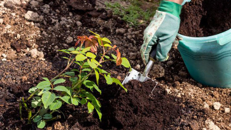 Finding out if it is possible to replant roses in August and learn to do it correctly
