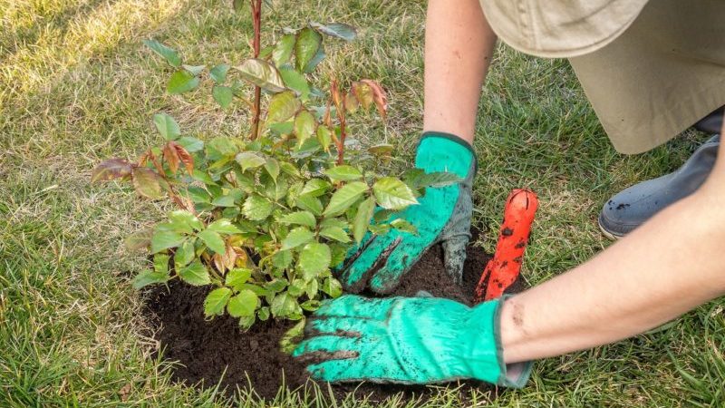 Finding out if it is possible to replant roses in August and learn to do it correctly