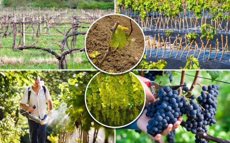 August Grape Care Guide & Tips from Experienced Winegrowers