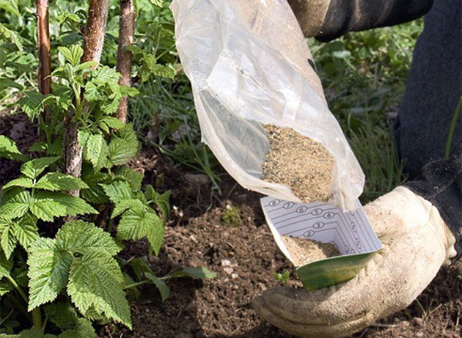 How and what to feed remontant raspberries in July