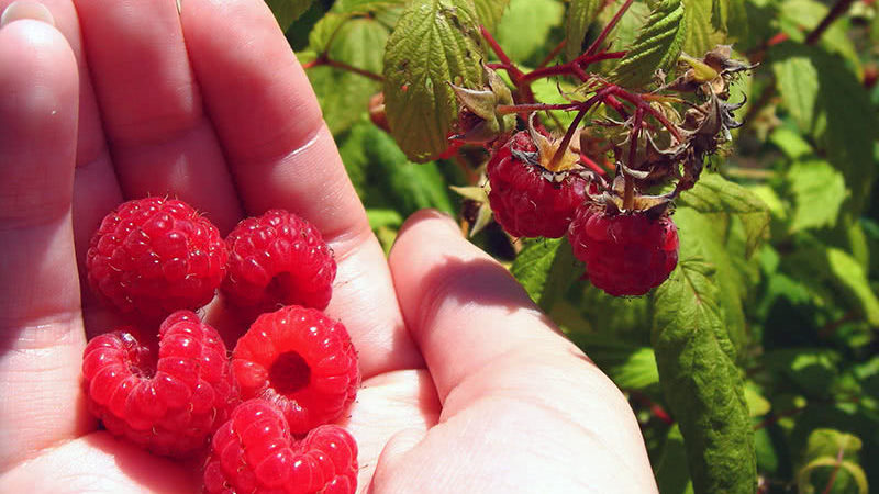 How and what to feed remontant raspberries in July