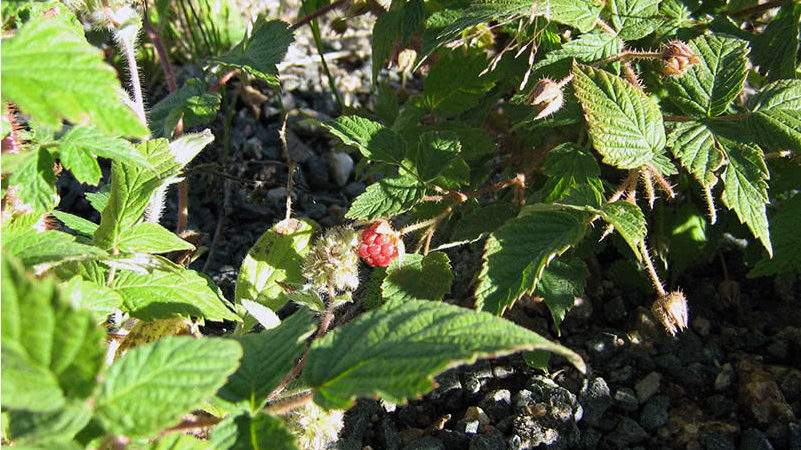 How and what to feed remontant raspberries in July