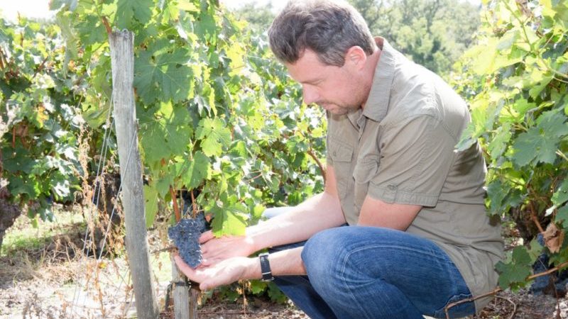 How and what to feed grapes in August: the best feeding and tips from winegrowers