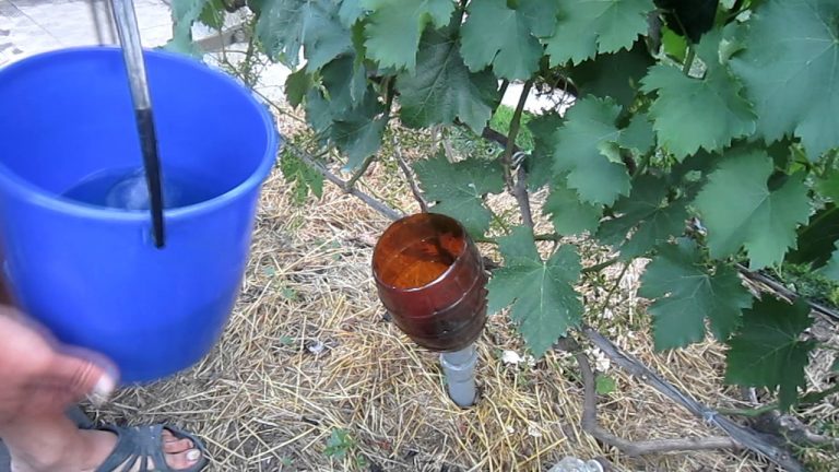 How and what to feed grapes in August: the best feeding and tips from winegrowers