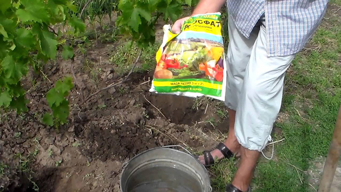 Summer grape care: essential vineyard work and advice from experienced winegrowers