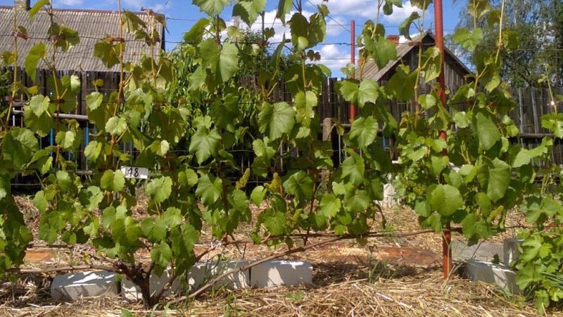 What grape care is required in June and how to properly carry it out