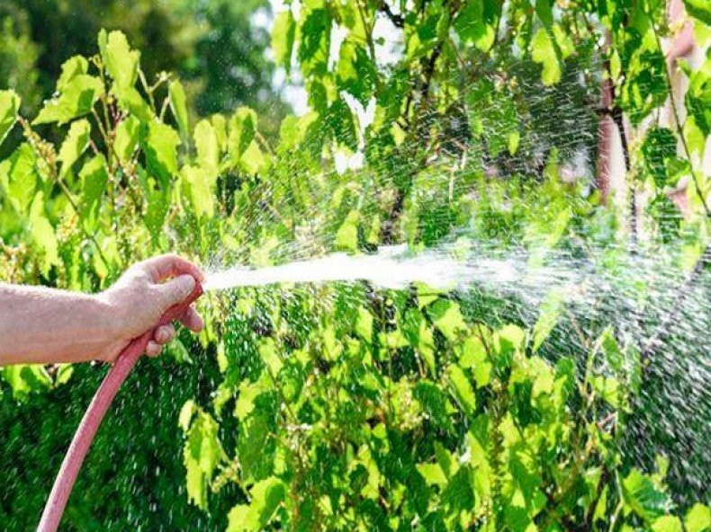 What grape care is required in June and how to properly carry it out