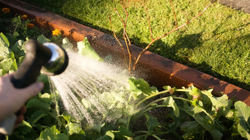 How to properly care for grapes in July: what to do, tips for novice winegrowers