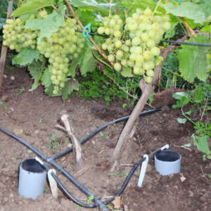 August Grape Care Guide & Tips from Experienced Winegrowers