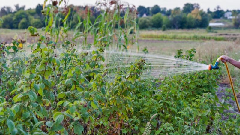 Raspberry Care Guide After Harvesting July