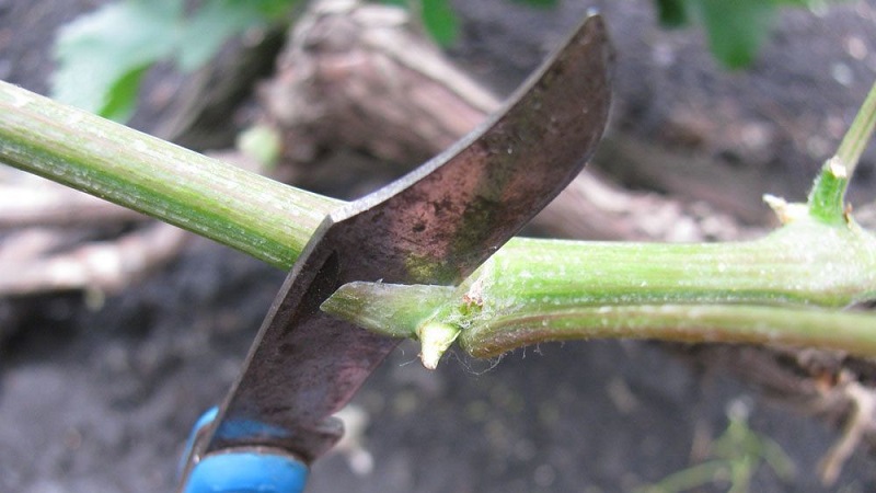 A step-by-step guide to pruning grapes in summer for beginner growers