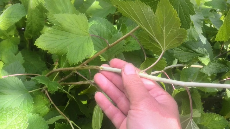 Step-by-step guide to propagating currant cuttings in summer