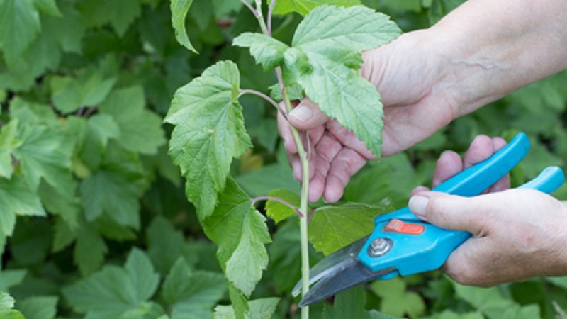 Step-by-step guide to propagating currant cuttings in summer