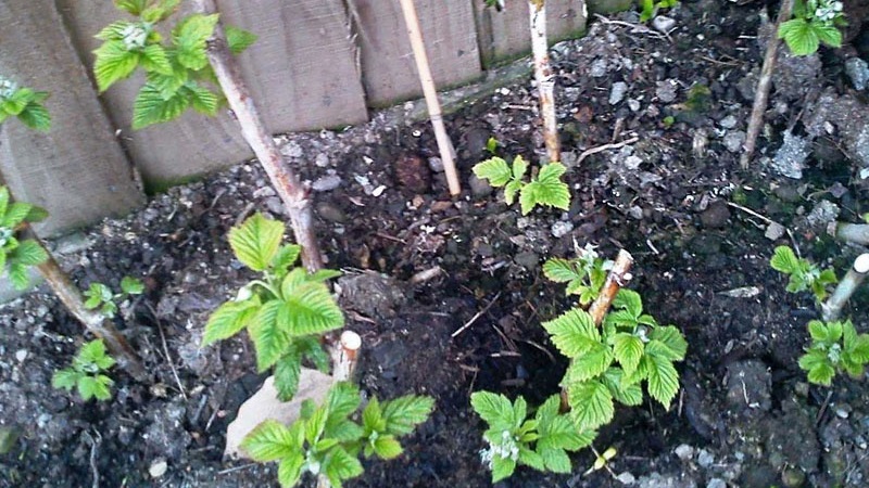 Step-by-step guide to propagating currant cuttings in summer