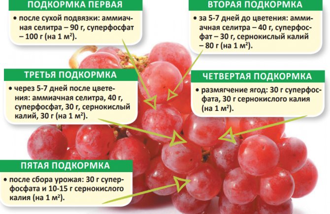 Is it possible to accelerate the ripening of grapes in August and how to do it