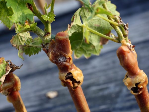 What grape care is required in June and how to properly carry it out