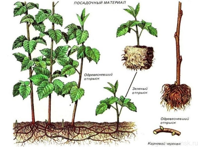 Instructions for breeding raspberries in summer by cuttings for beginner gardeners