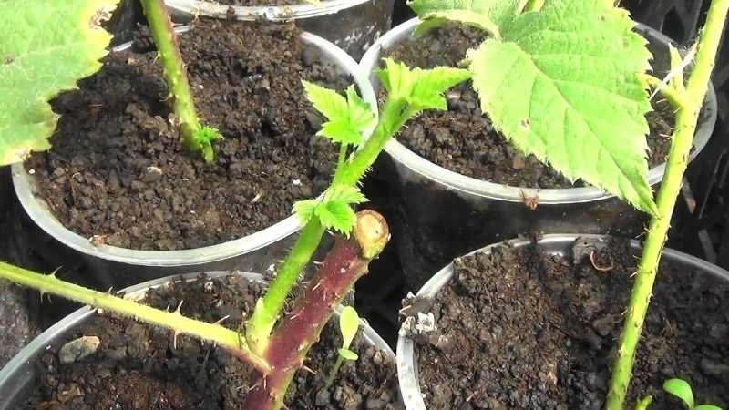 Instructions for breeding raspberries in summer by cuttings for beginner gardeners