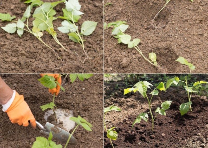 Instructions for breeding raspberries in summer by cuttings for beginner gardeners